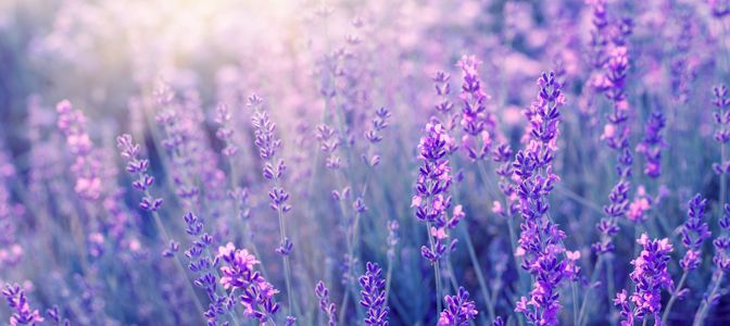 Bach Flower Remedies. Lavender Field Hero