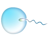 Fertility, Pregnancy & Baby Reflexology. sperm